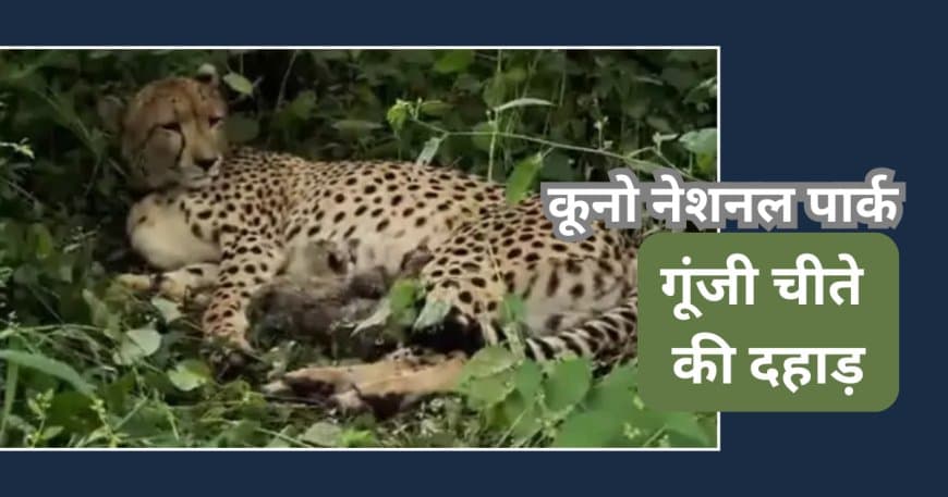 गूंजी चीते की दहाड़: KGP12 ने दिए 4 नए शावकों को जन्म, भारत में चीतों की संख्या बढ़कर हुई 54 गूंजी चीते की दहाड़: KGP12 ने दिए 4 नए शावकों को जन्म, भारत में चीतों की संख्या बढ़कर हुई 54