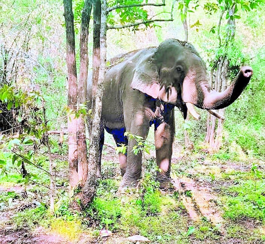 गोरसरी पहाड़ में ई-5 को पकड़ने का अभियान तेज, त्रिकूट पहाड़ी की सीढ़ियों तक पहुंचा तेंदुआ गोरसरी पहाड़ में ई-5 को पकड़ने का अभियान तेज, त्रिकूट पहाड़ी की सीढ़ियों तक पहुंचा तेंदुआ