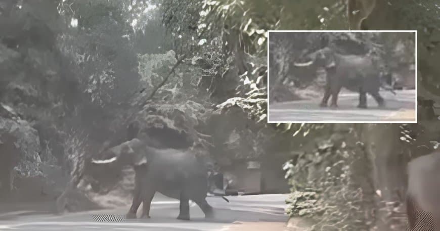 वाराणसी में रामलीला का हाथी बेकाबू, महावत घायल, 2 किमी इलाका सील वाराणसी में रामलीला का हाथी बेकाबू, महावत घायल, 2 किमी इलाका सील